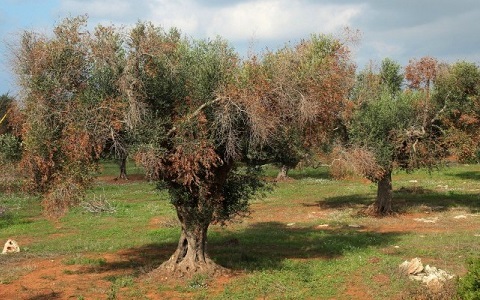 Efectos de Xylella fastidiosa en olivos italianos